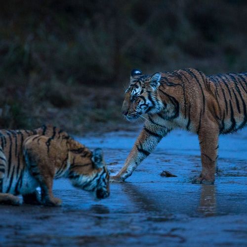 magnificent tiger at tiger safari tour in india 3