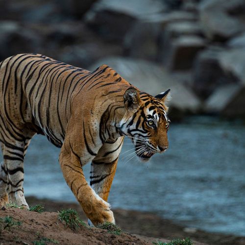 magnificent tiger at tiger safari tour in india 4 1