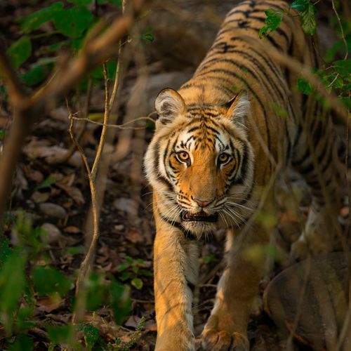 marvelous tiger safari tour in india 3