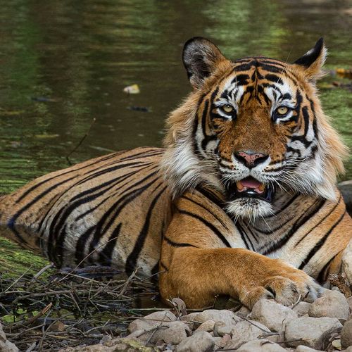 marvelous tiger safari tour in india 4