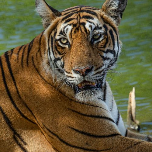 splendid tiger safari tour in india