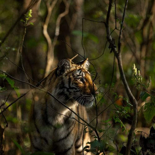 tiger beauty spotted at tiger safari tour in india 7