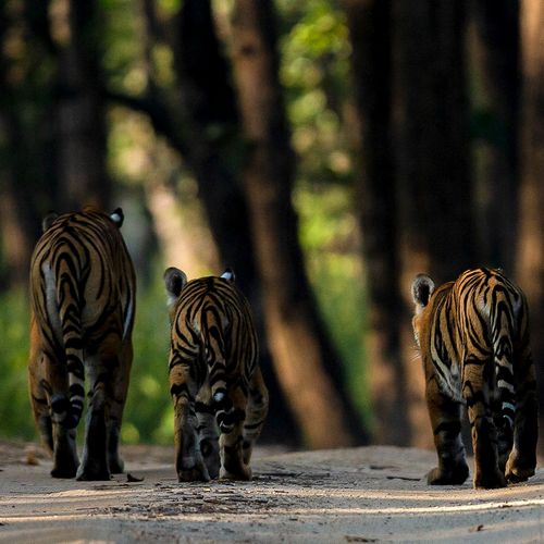 tiger walking in indian national parks